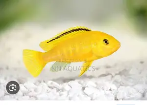 Yellow Lab Cichlid
