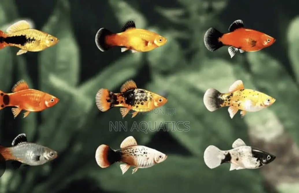 Plaity Fish