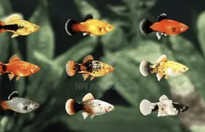 Plaity Fish