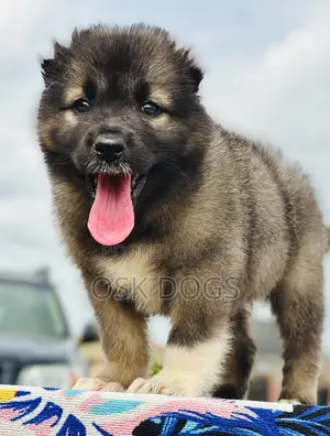 1-3 months Male Purebred Caucasian Shepherd