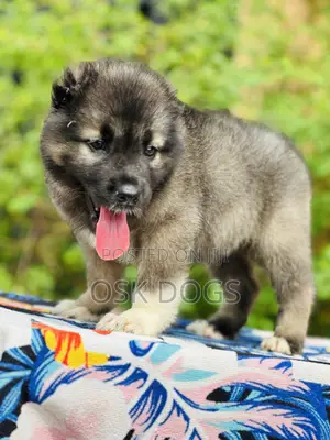 1-3 months Male Purebred Caucasian Shepherd