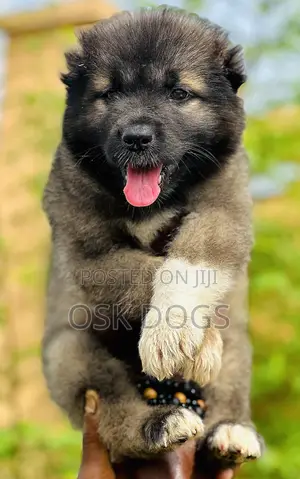 1-3 months Male Purebred Caucasian Shepherd