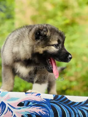 1-3 months Male Purebred Caucasian Shepherd