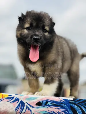 1-3 months Female Purebred Caucasian Shepherd