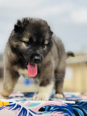 1-3 months Female Purebred Caucasian Shepherd
