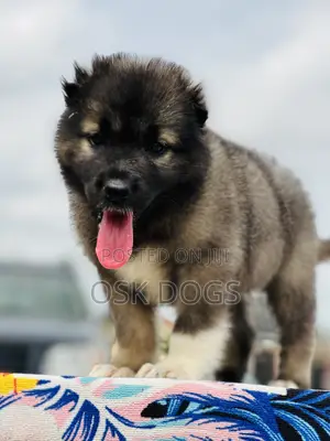 1-3 months Male Purebred Caucasian Shepherd