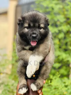 1-3 months Male Purebred Caucasian Shepherd