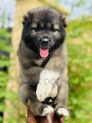 1-3 months Male Purebred Caucasian Shepherd
