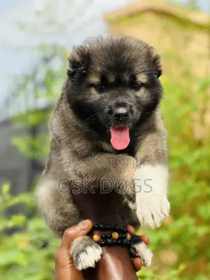1-3 months Female Purebred Caucasian Shepherd