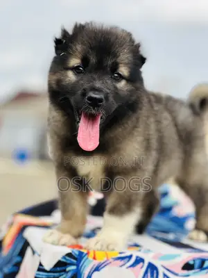 1-3 months Male Purebred Caucasian Shepherd