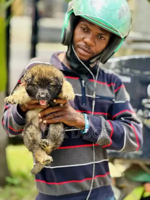 1-3 months Female Purebred Caucasian Shepherd