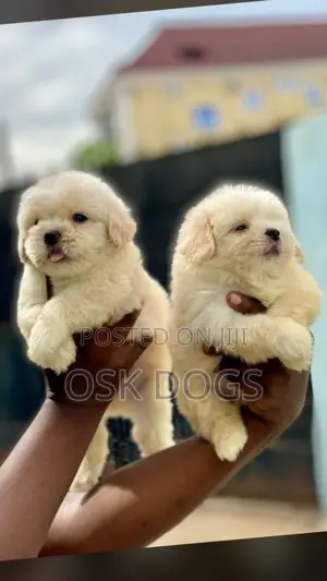 1-3 months Female Purebred Lhasa Apso