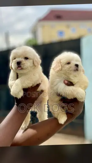 1-3 months Female Purebred Lhasa Apso