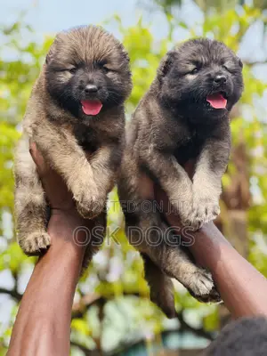 1-3 months Male Purebred Caucasian Shepherd