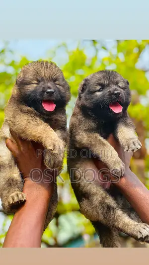 1-3 months Female Purebred Caucasian Shepherd