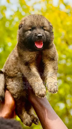 1-3 months Female Purebred Caucasian Shepherd