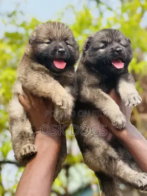 1-3 months Female Purebred Caucasian Shepherd