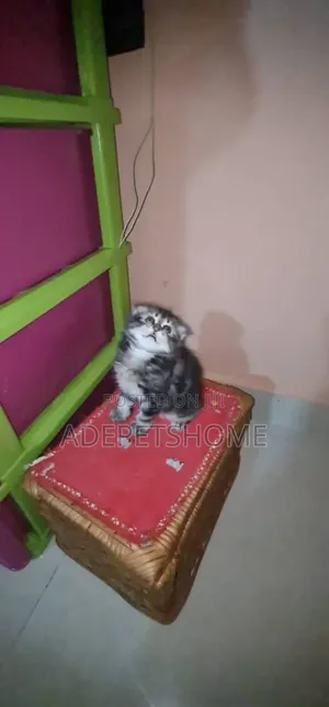 1-3 months Female Purebred Siberian