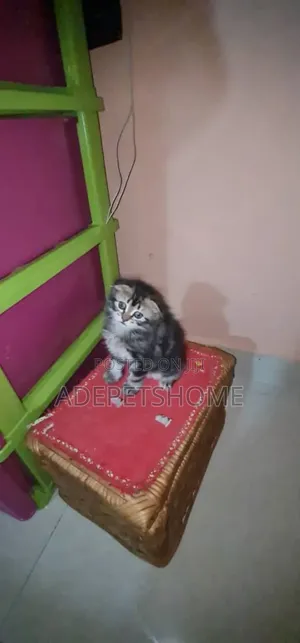 1-3 months Female Purebred Siberian