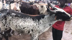 Healthy Flesh Cows