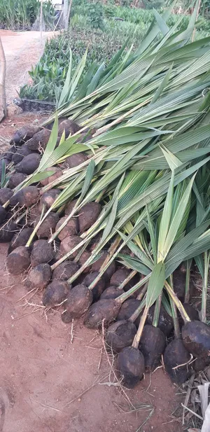 Purely Dwarf Coconut Seedlings