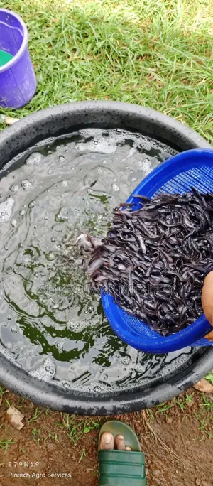 Fast Growing Catfish Juvenile for Sale