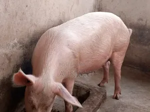 Pure Breed Pigs,Inpigs,Growers and Weaners