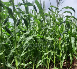 Farm Manager - Set-Up, Consultancy, and Agronomic Services
