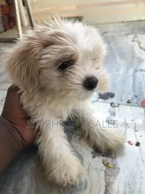 1-3 months Female Purebred Lhasa Apso