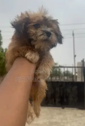 3-6 months Male Purebred Lhasa Apso