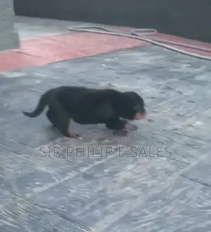 0-1 month Male Purebred Rottweiler