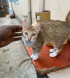 3-6 months Male Purebred Tabby