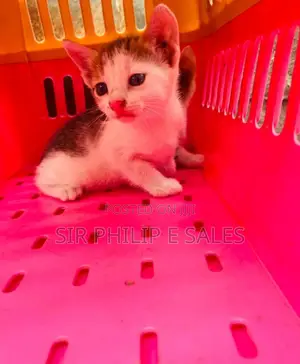 1-3 months Male Purebred American Shorthair
