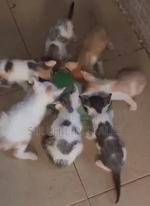 1-3 months Female Mixed Breed American Shorthair