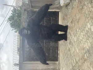 King Kong Mascot Costume