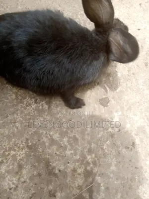 Rabbits for Sale