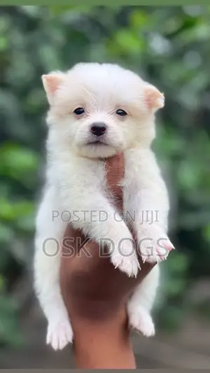 1-3 months Female Purebred American Eskimo