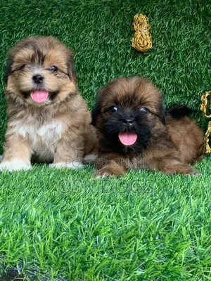 1-3 months Female Purebred Lhasa Apso