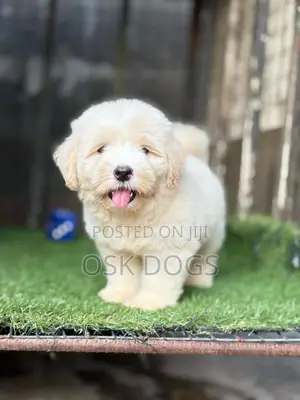 1-3 months Female Purebred American Eskimo