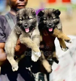 1-3 months Female Purebred Caucasian Shepherd