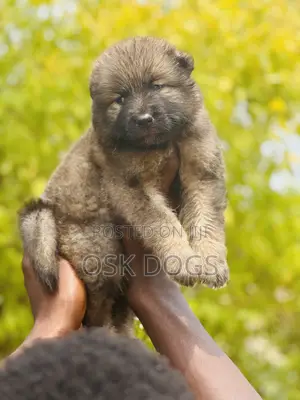 1-3 months Male Purebred Caucasian Shepherd