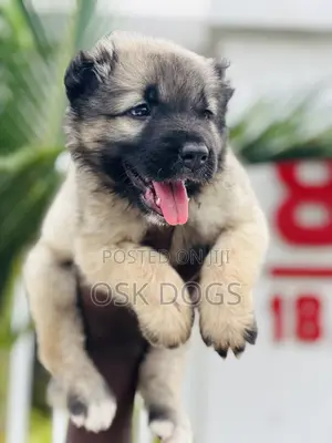 1-3 months Female Purebred Caucasian Shepherd