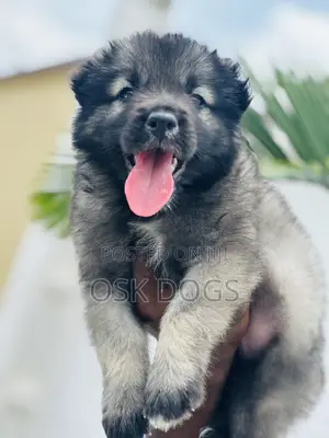 1-3 months Male Purebred Caucasian Shepherd