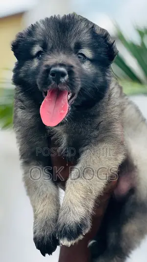 1-3 months Male Purebred Caucasian Shepherd