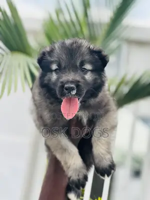 1-3 months Male Purebred Caucasian Shepherd