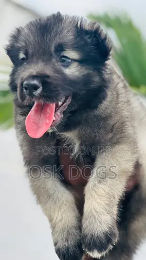 1-3 months Male Purebred Caucasian Shepherd