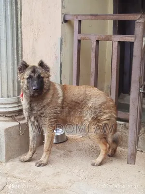 6-12 months Male Purebred Caucasian Shepherd