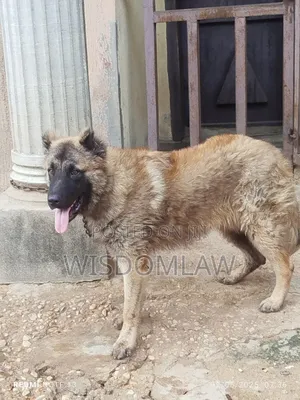 6-12 months Male Purebred Caucasian Shepherd