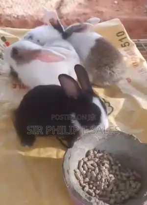 Black Is Chinchilla 
White and Black/ Brown Is Dutch
