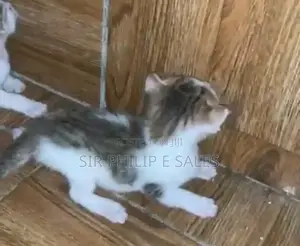 1-3 months Male Mixed Breed American Shorthair